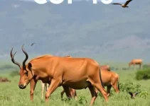 COP15 das Espécies Migratórias