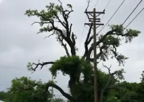 árvores são responsáveis por 80% das quedas de energia em Campo Grande