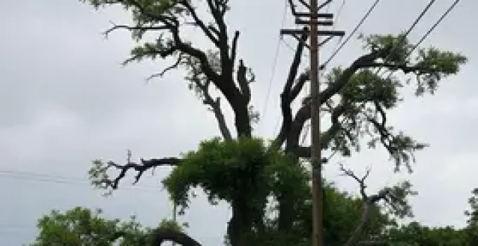 árvores são responsáveis por 80% das quedas de energia em Campo Grande