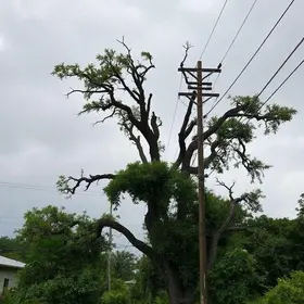 árvores são responsáveis por 80% das quedas de energia em Campo Grande