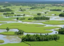 COP15 Pantanal
