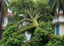 temporal Campo Grande