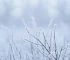 frio intenso em MS
