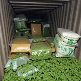 apreensão de maconha em carga de cerveja