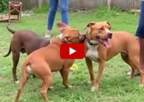 criança atacada por pitbulls
