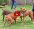 criança atacada por pitbulls