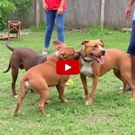 criança atacada por pitbulls